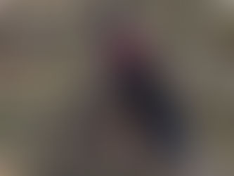 Maine Coon Kedimi Tasma ile Gezdirebilir miyim?