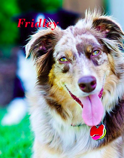 australian shepherd done deal