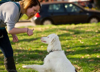 double merle australian shepherd