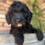 Thumbnail: Belle- F1 Goldendoodles
