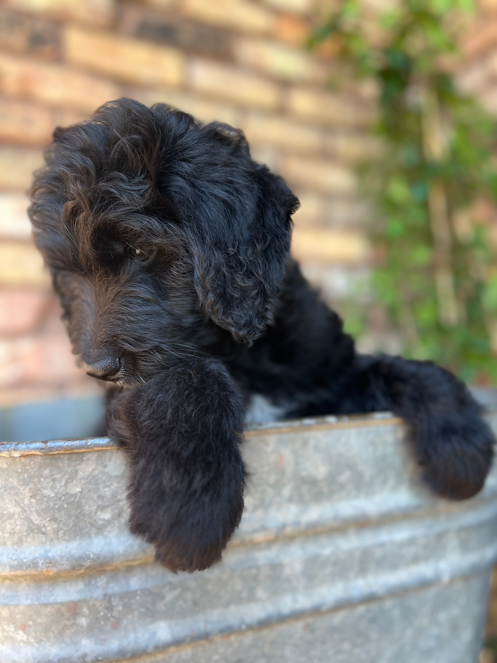 Thumbnail: Belle- F1 Goldendoodles