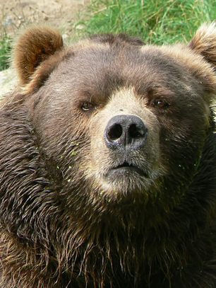 Bears vs Strange Men: Which Would *You* Rather Meet In The Woods?