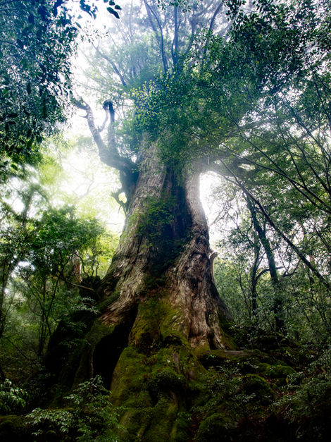 Sur les traces de Mononoke, Yakushima