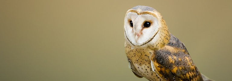 barn-owl-g6e0c3b104_640.jpg