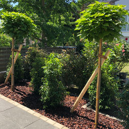 Unser Unternehmen für Garten- und Landschaftsbau bietet hochwertige Gartengestaltung und Außenanlagen für private sowie öffentliche Kunden. Wir übernehmen individuelle Gartenplanung, erstellen professionelle Pflanzpläne und sorgen für fachgerechte Bepflanzungen. Zu unseren Leistungen zählen Terrassenbau, Pflasterarbeiten, Zaunbau, Baumfällungen und Rückschnittarbeiten. Außerdem gestalten wir Vorgärten, Rasenflächen, installieren Rollrasen und Mähroboter und sorgen für moderne Gartenbeleuchtung. Mit fachgerechter Umsetzung und Liebe zum Detail realisieren wir nachhaltige und ästhetische Lösungen für jeden Garten.