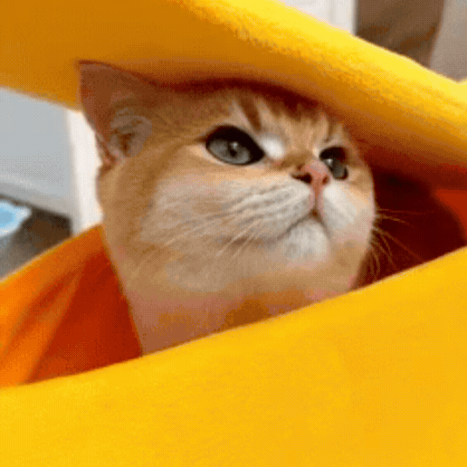 The Cozy Paw.gif
