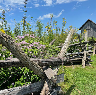 Flowers in front of historic wooden fence