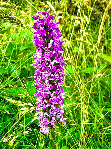 Spotted orchid