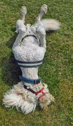 Rolly polly