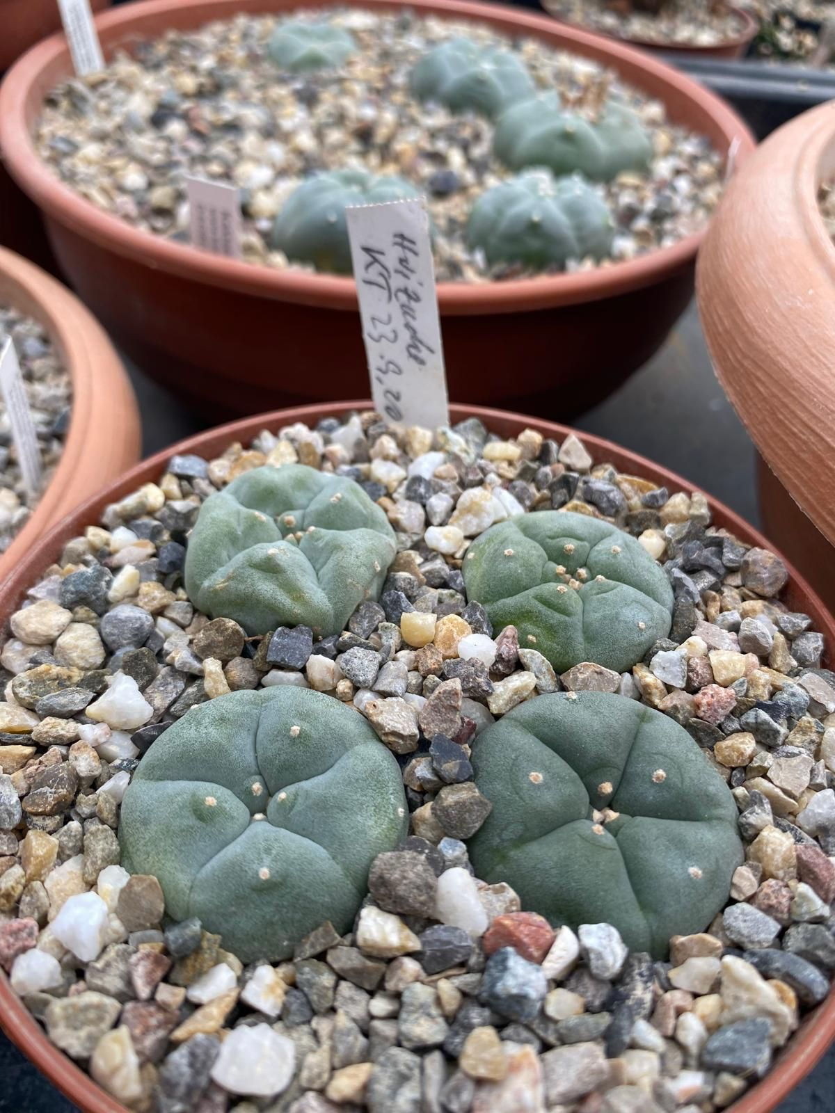 Lophophora Williamsii v. Huizache, SLP (3cm - 4cm)