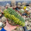 Miniatura: Trichocereus Pachanoi v. variegated Cristata (9 cm)
