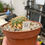 Miniature : Lophophora Fricii v. La Pa (6 cm)