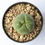 Miniatura: Lophophora Diffusa