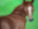 Brown foal painting, green background