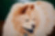 Cream Chow Chow portrait painting