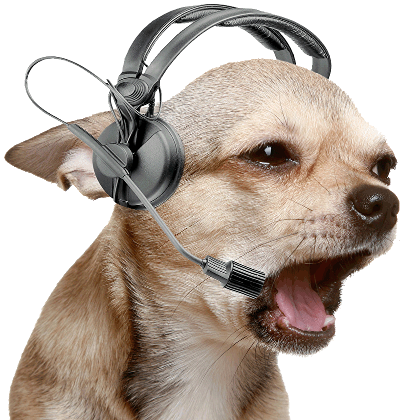 chihuahua dog