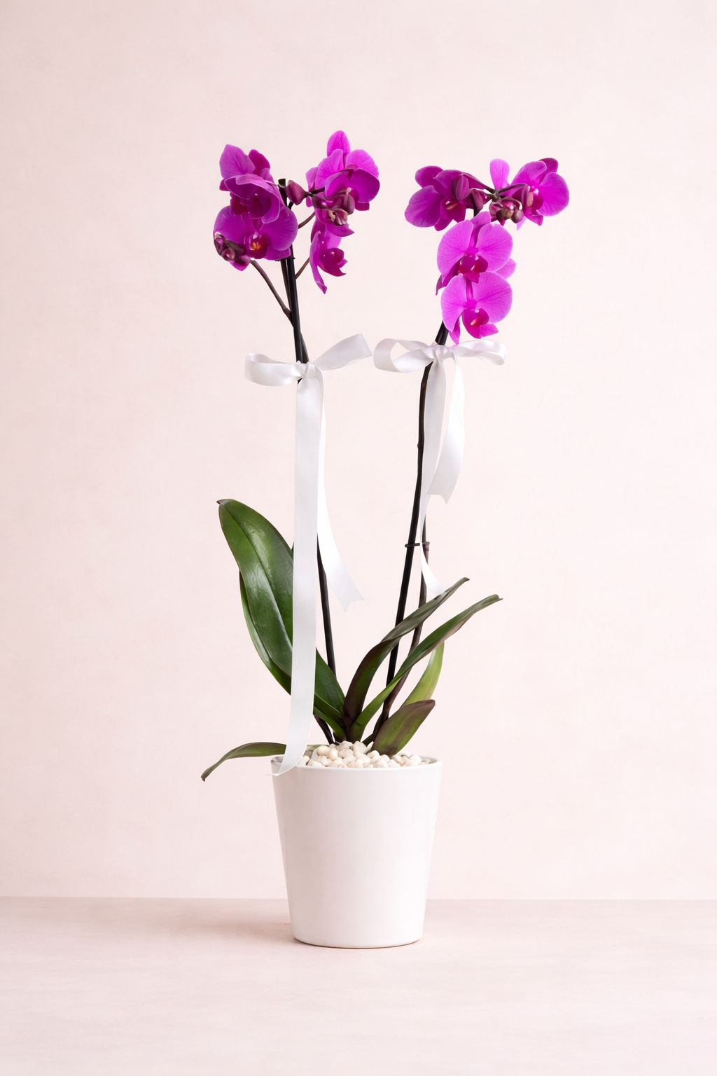 Mor Orkide (Phalaenopsis) - Çift Dallı