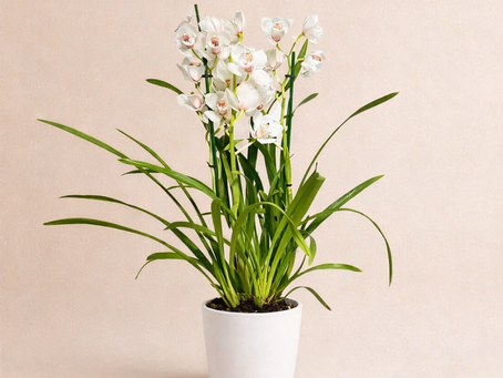 Cymbidium Orkide Bakımı: Prestijli Çiçeğin Sırları