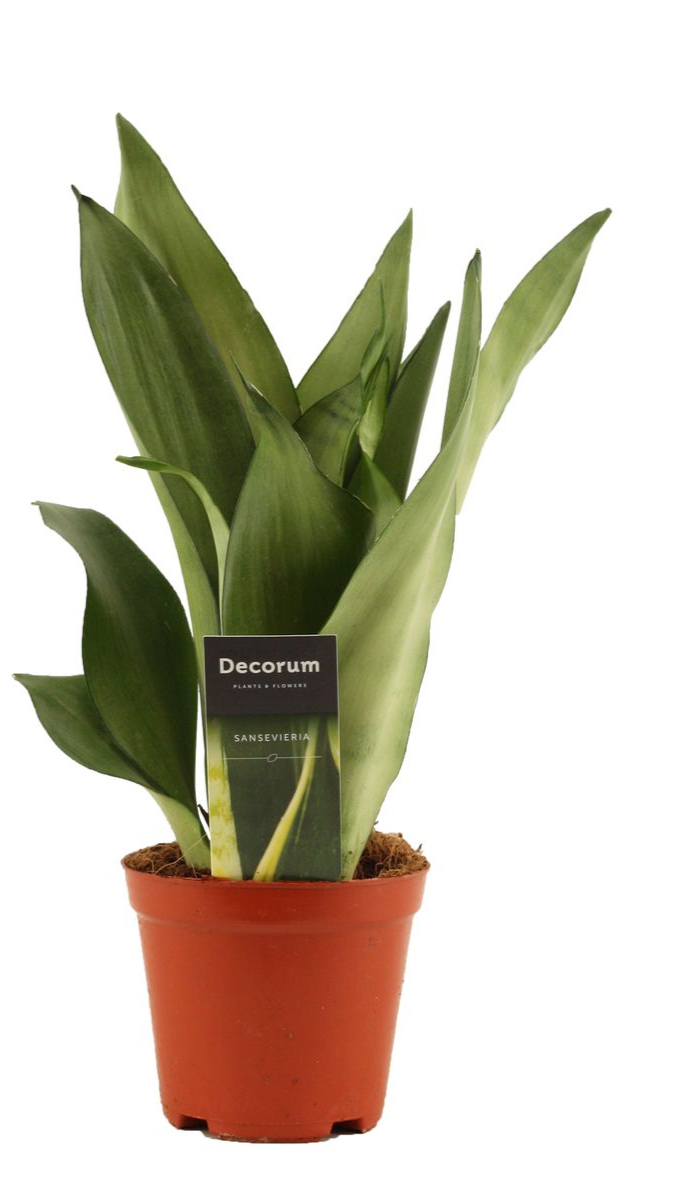 Paşa Kılıcı (Sansevieria trifasciata 'Moonshine')