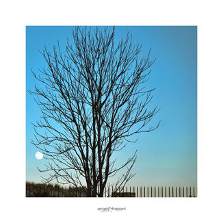 Estate by Angelo Trapani photography