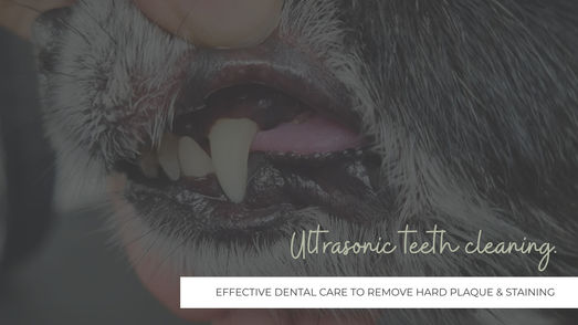emmi pet, dog teeth cleaning, ultrasonic teeth cleaning for your dog in Bristol