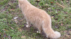 Where Did The Long Coats Come From?