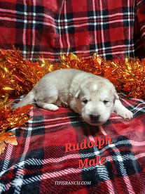 Rudolph.jpg