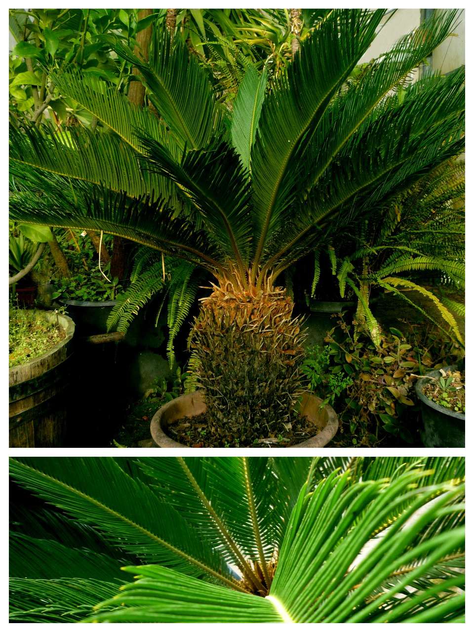 Cycas Revoluta