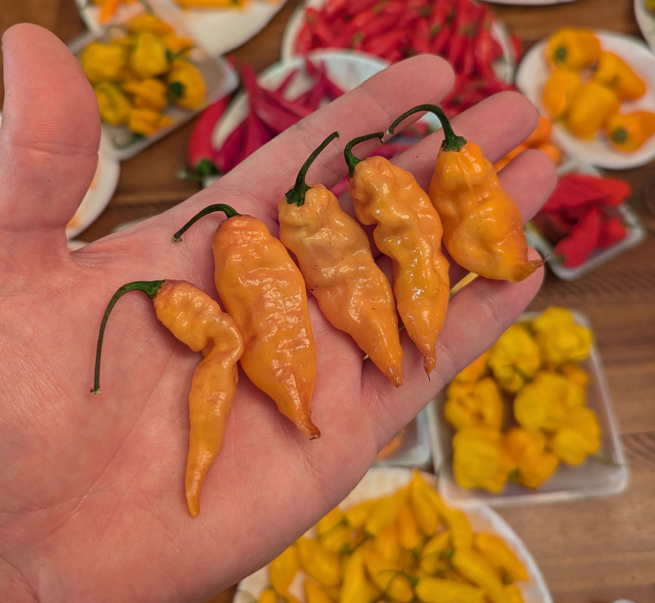 Lightning Habanero x Peach Savina