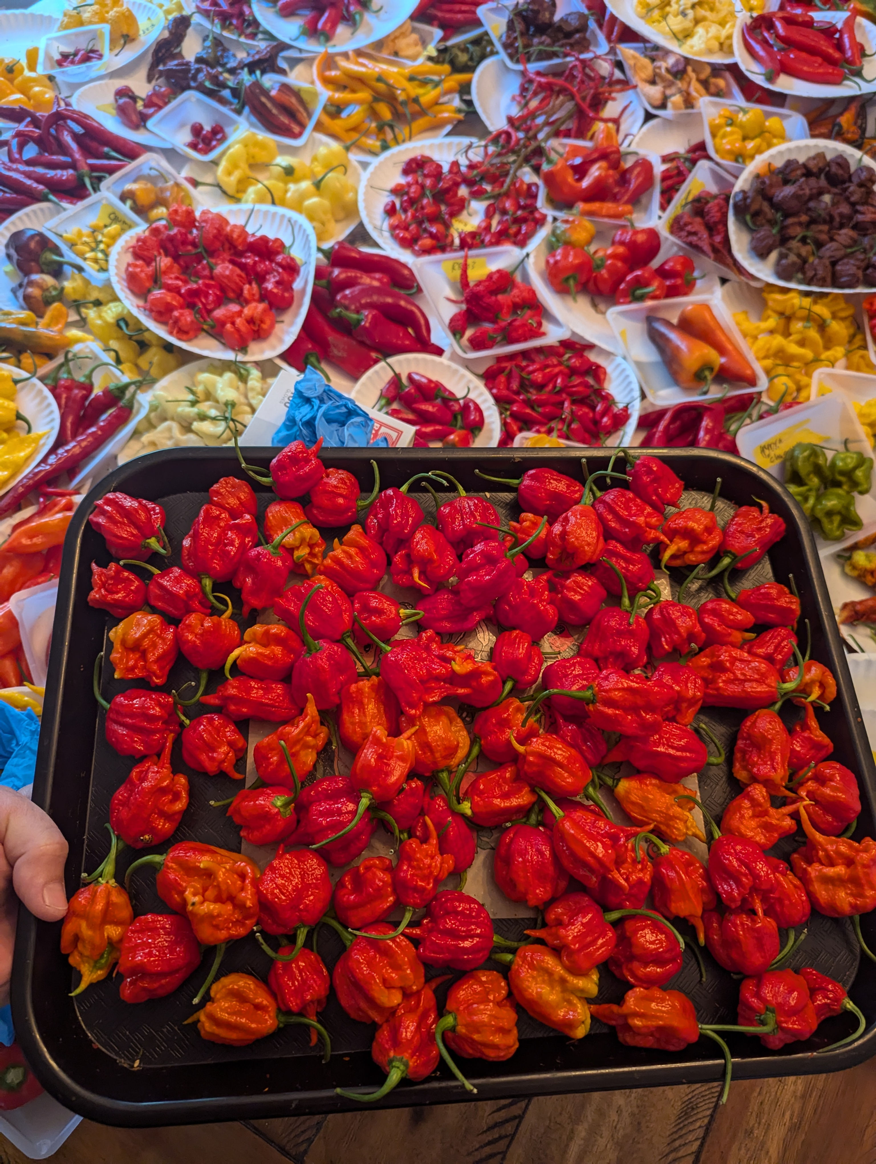 7 Pot Primo Heatless