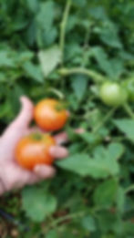 Thumbnail: Space Exposed Tomato