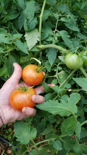 ベッドフレーム tomato Fold-A-Frame Tomato and Plant Support by Haxnicks