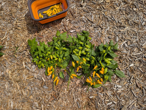 ベネチアンガラスイエローボウル Mattapeño x Neon Variegated Beni Highlands F4 | Matt's Peppers
