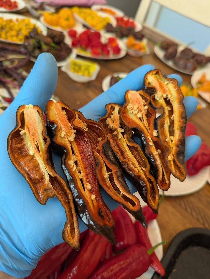 Thumbnail: 7 Pot Evergreen