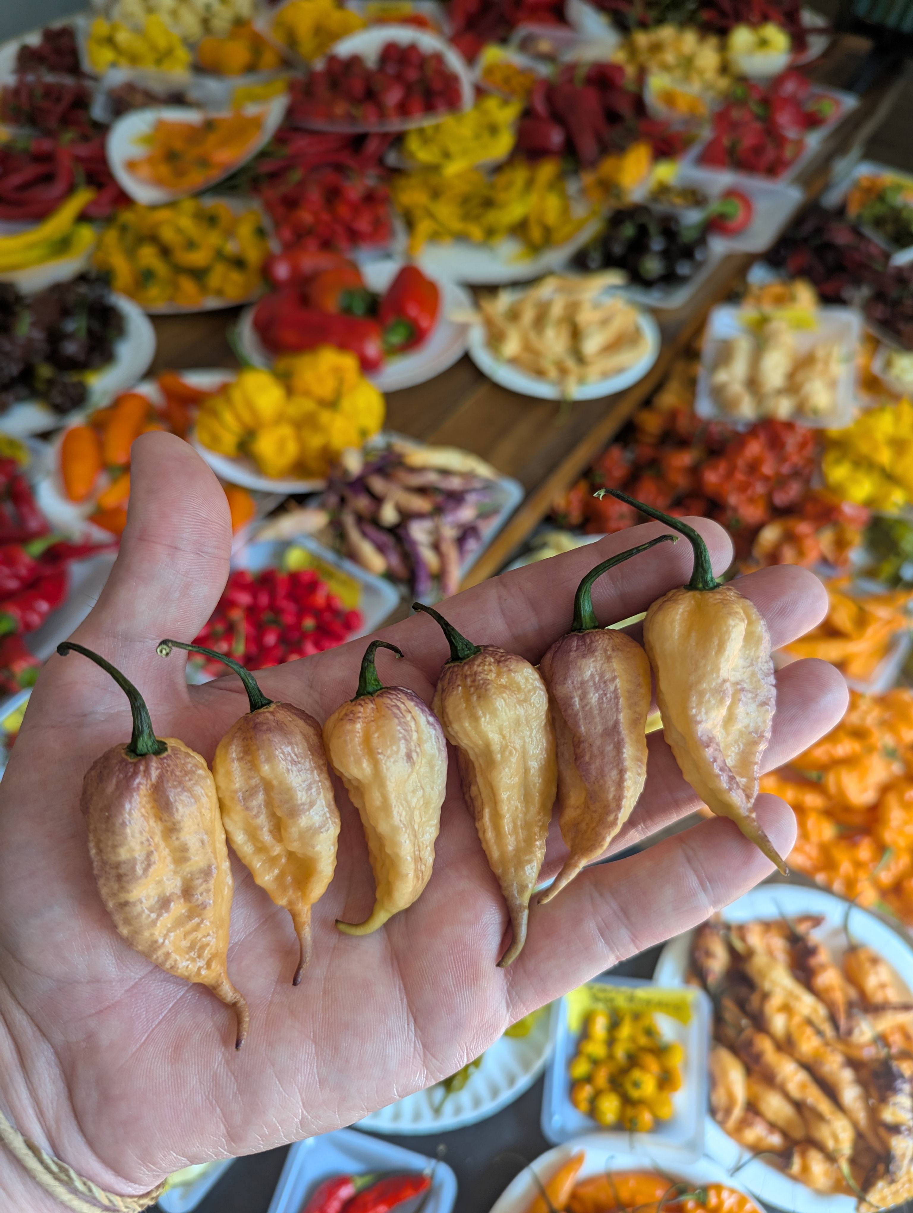 Jay's Peach Ghost Scorpion x Ghost Yaki Purple Orange Big