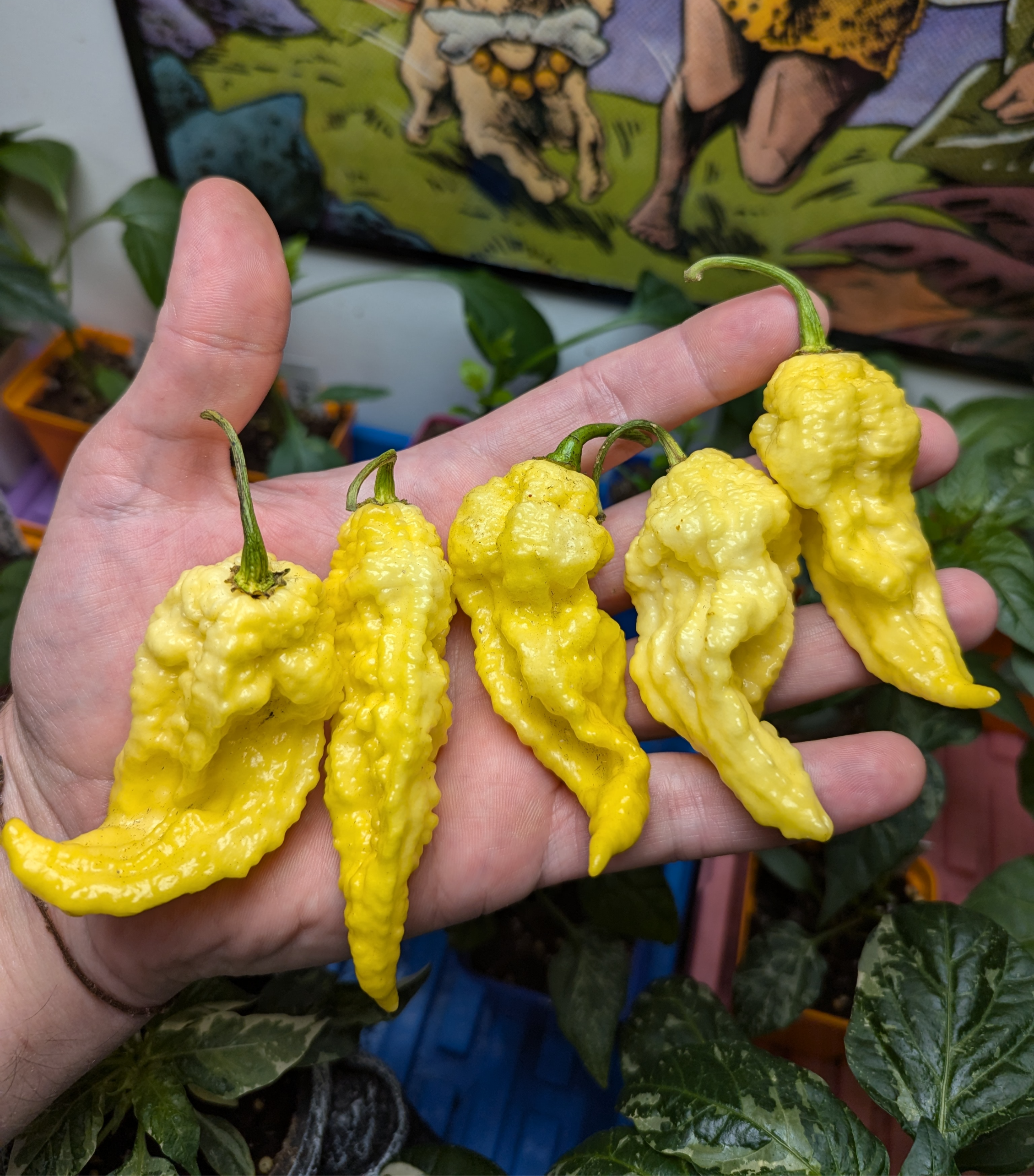 Tom's Giant Peach Scorpion Lemon