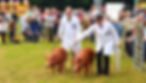Honley Show SES