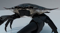 blueCRAB_08_05_010