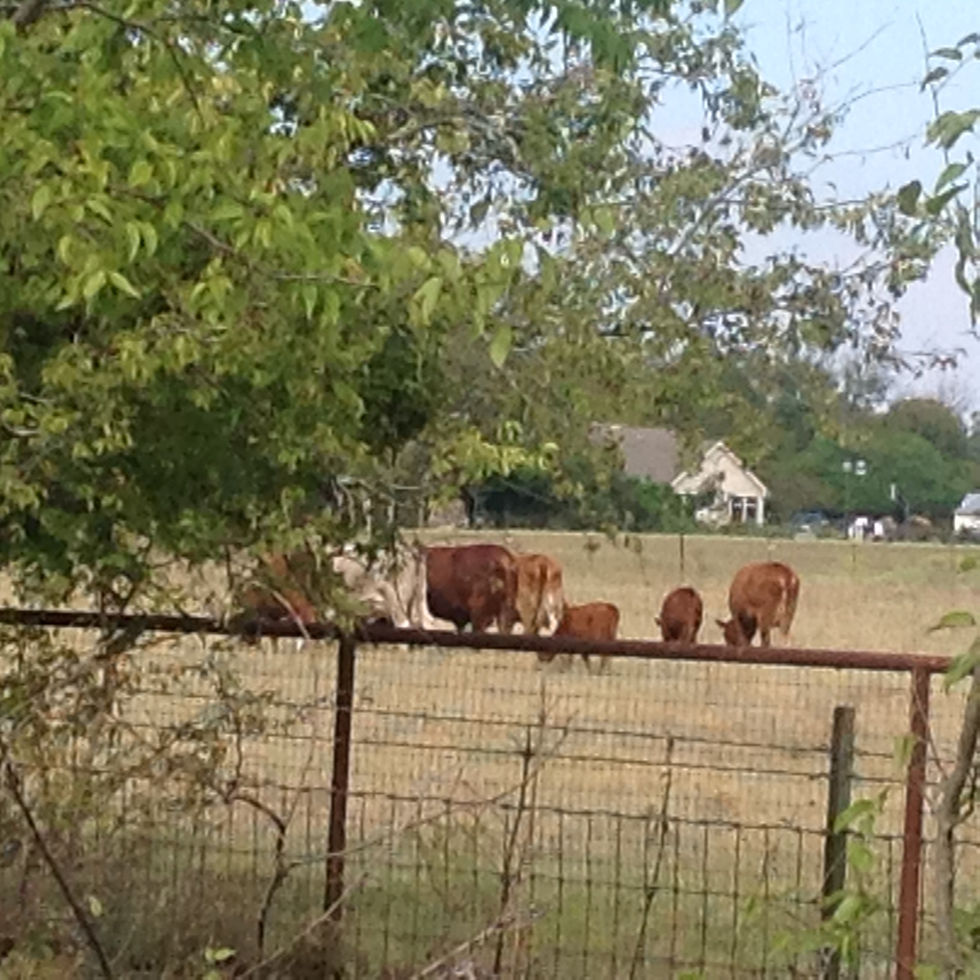 Cows before privacy fence
