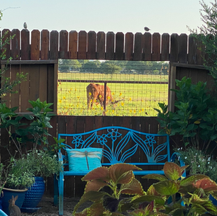 The Cow Window