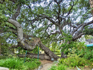 Old growth oak tree