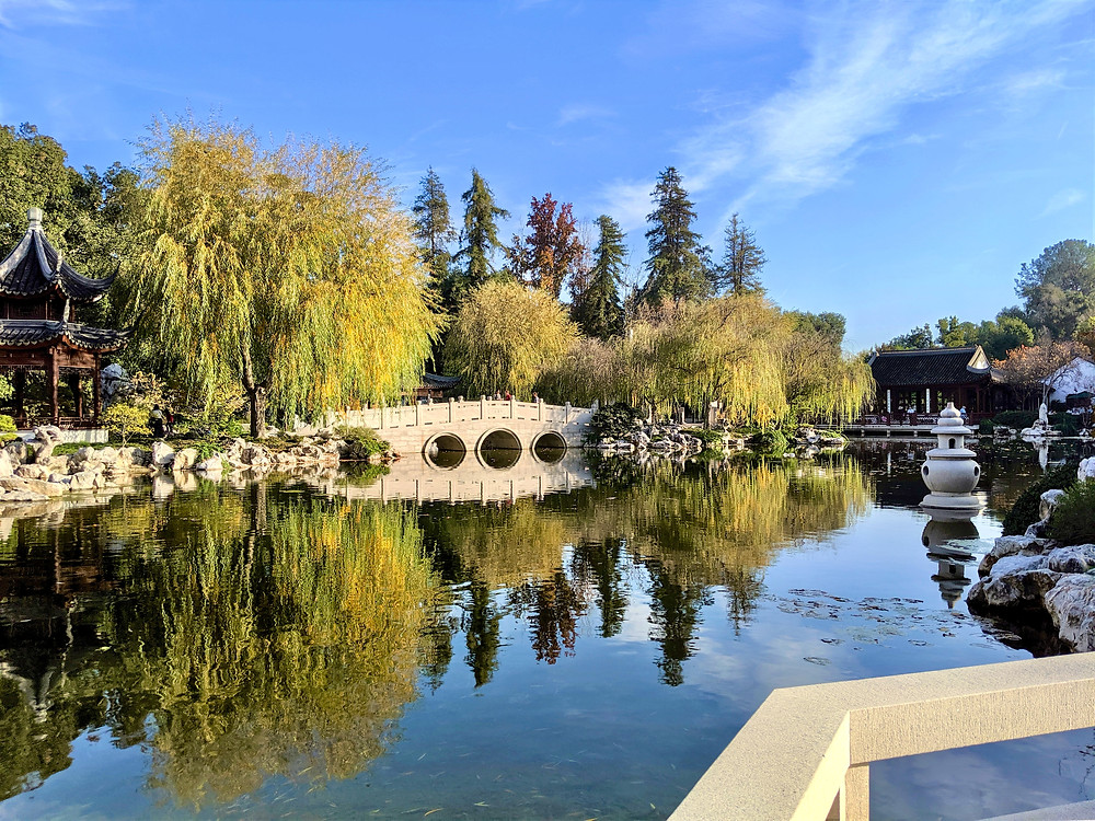 Stunning lake at Pasadena's Huntington Library