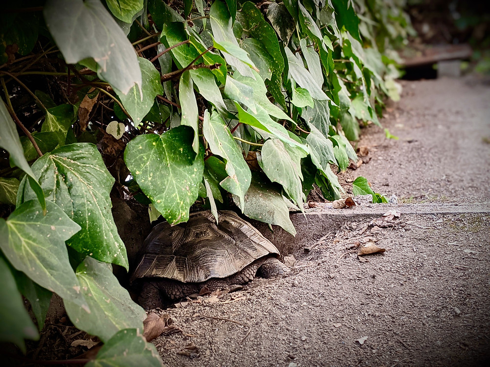Desert tortoise sleeping in den