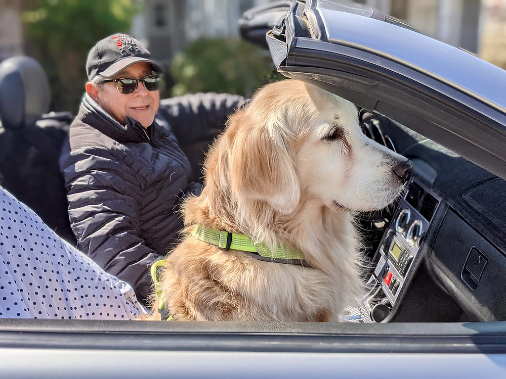 Golden retriever in car