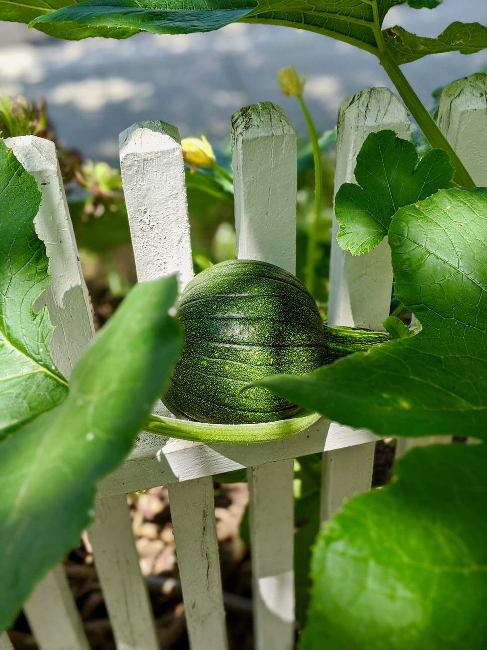 Growing baby pumpkin