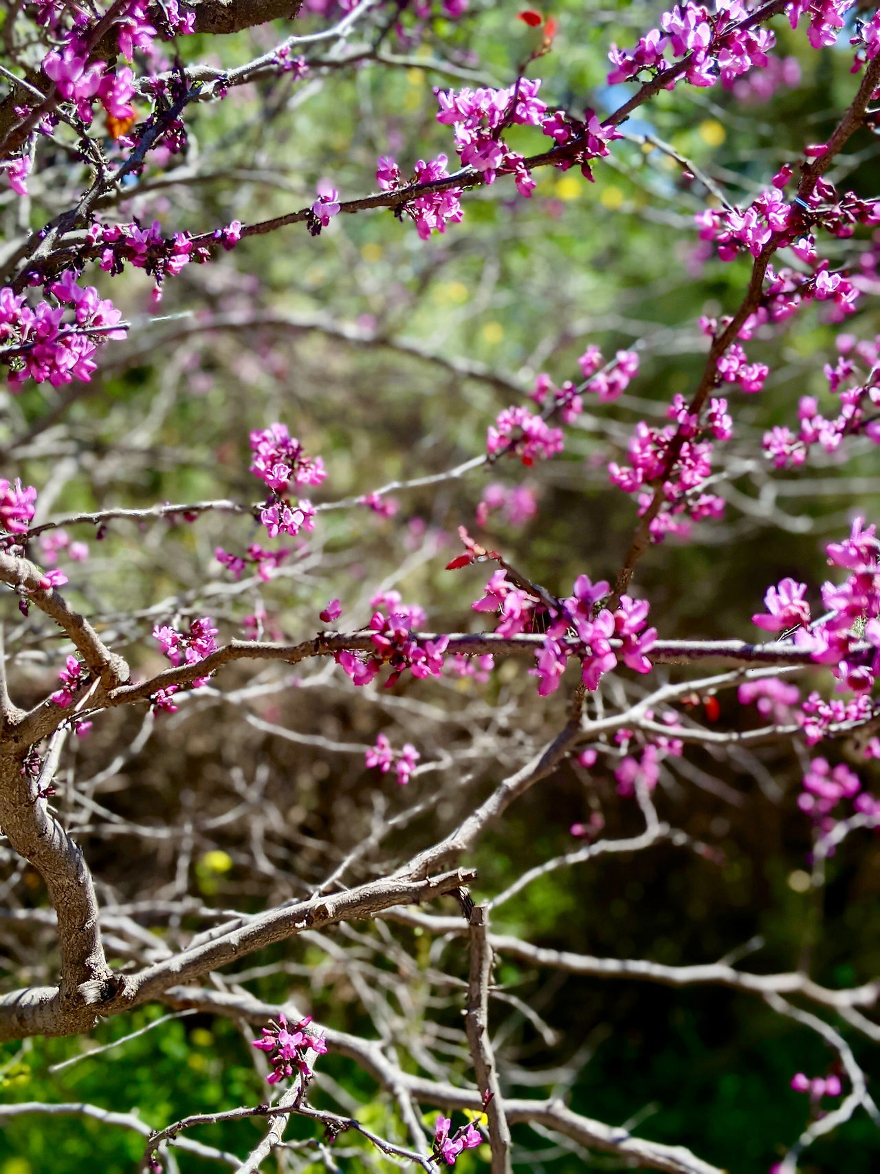 Arlington Garden - Pink blooms