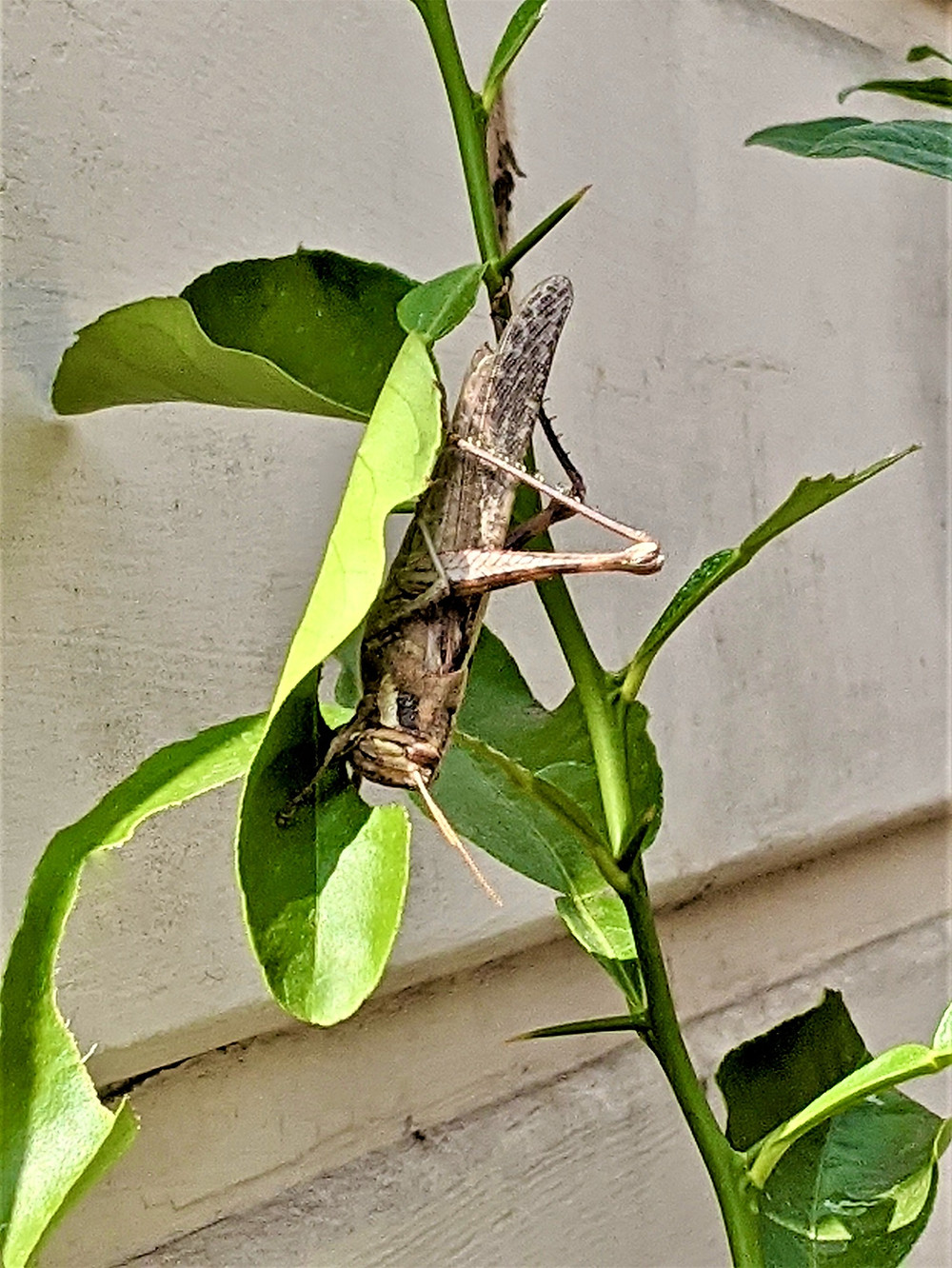 grasshopper on green leaf