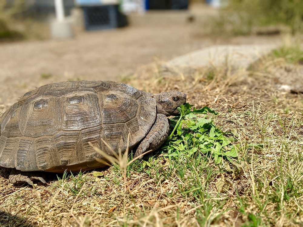 Desert tortoise eating salad