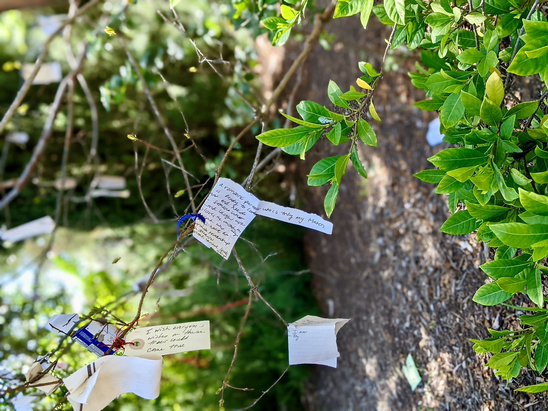 Arlington Garden - Closeup of wishes on tree