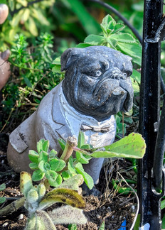 Bulldog statue